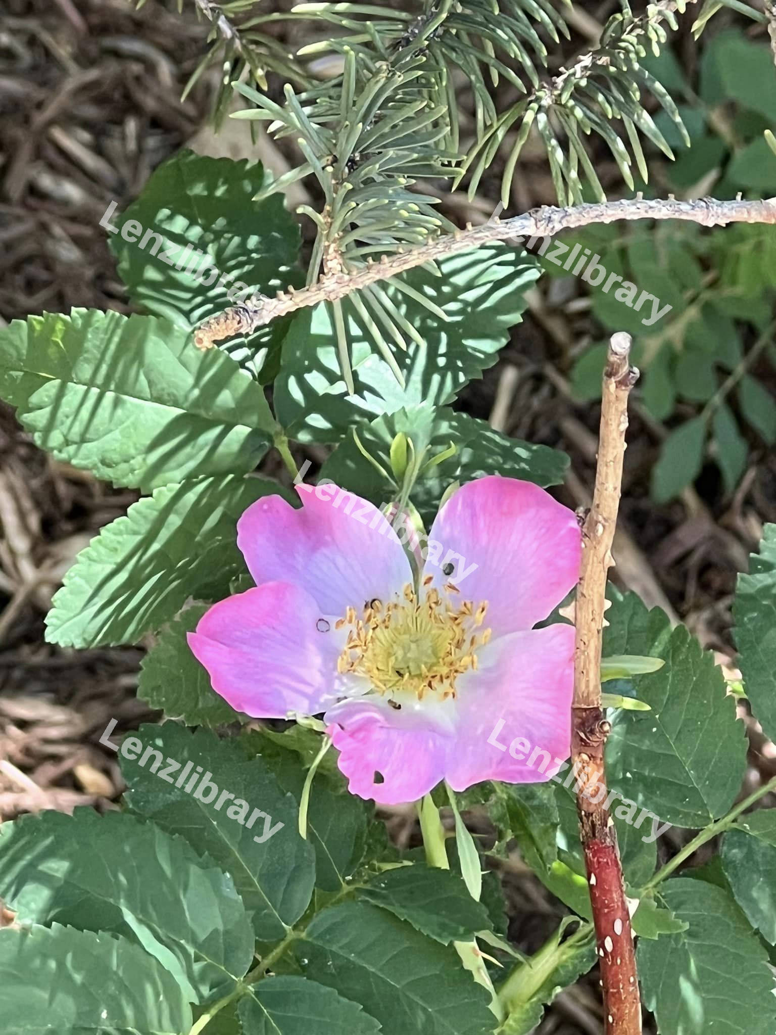 Purple Dog-Rose
